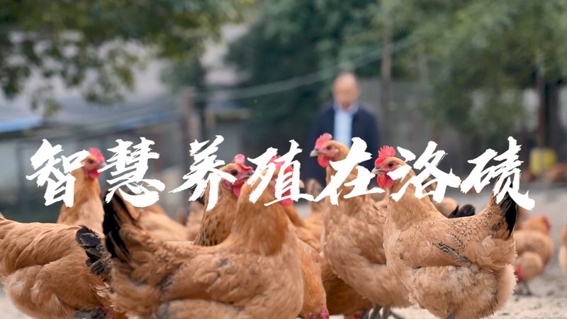 生物科技肥料叶面喷施：提升作物吸收效率的关键技术**